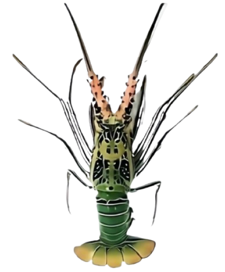 Bamboo Lobster