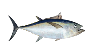 Bigeye Tuna