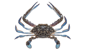 Blue Swimming Crab