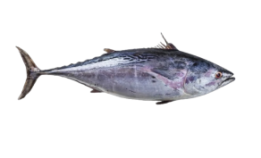 Bonito Tuna