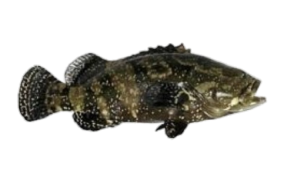Cantang Grouper