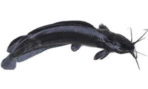 CatFish