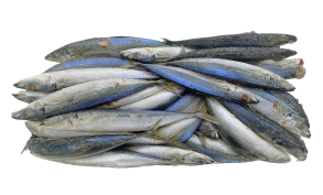 Flying Fish