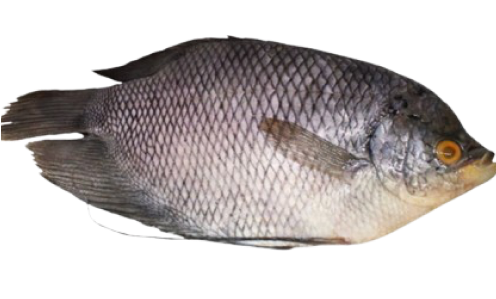 Gourami