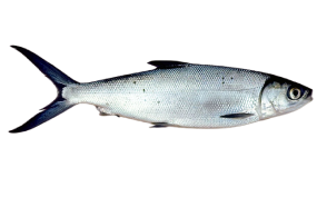 MilkFish