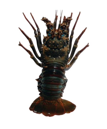 Rock Lobster