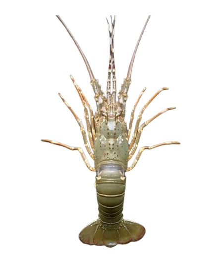 Sand Lobster