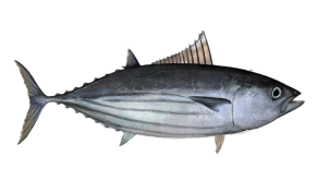 Skipjack Tuna