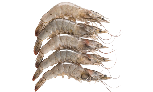 Vannamei Shrimp
