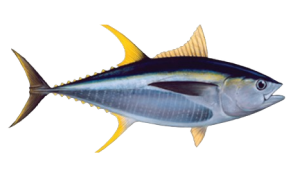Yellowfin Tuna